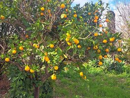 Oranges!