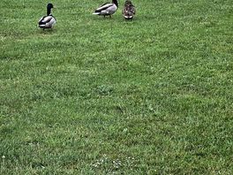 Ducks on site