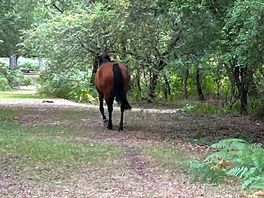 Such a moment to see a beautiful horse walking around the campsite
