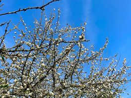 Just one of the many beautiful apple trees