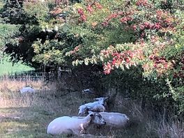 Sheep in the shade!