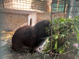 Bunny on site
