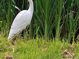 Heron statue