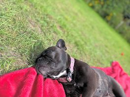 Gucci sunbathing after a long walk/run around the field