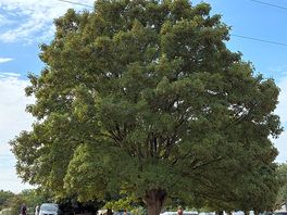A lovely tree