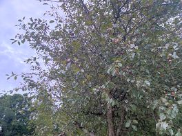 On-site fruit trees