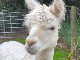 The alpacas!!!