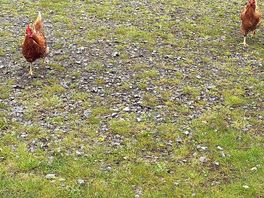 Some lovely visitors!