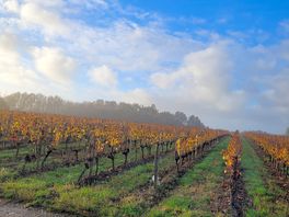 Morning view of the vineyard