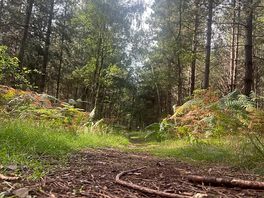 Walks