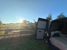 Misty morning horse views