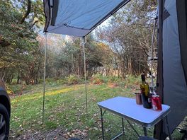 Wooded glade