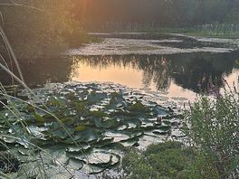 Pond