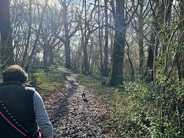 Peaceful wooded walk time with the pooches!