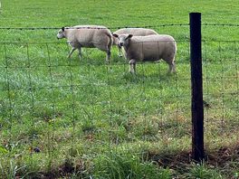Sheep along the road out of site