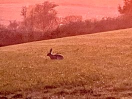 Hare through the van window