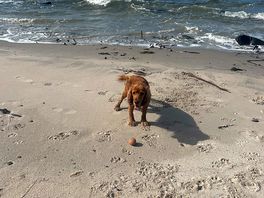 Happy dog