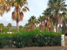 Palmbomen