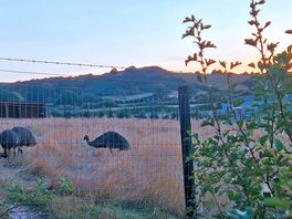 Emu's on site