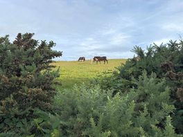 Horse field behind pitch.
