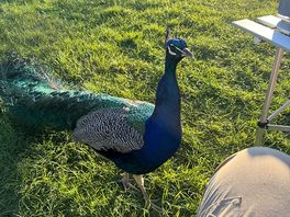 Peacock paying us a visit