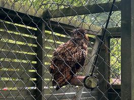 Onsite europien eagle owls , 4 of them