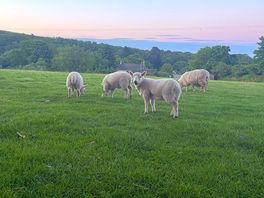 The sheep