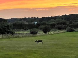 Wildlife visitor