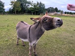 Beautiful donkeys on site that are very friendly