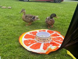 Friendly ducks