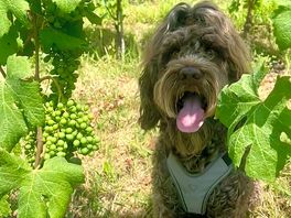 Our dog in thewine fields! a nice hike up to la morra!