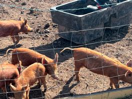 The pigs are too cute i wanted to take one home 😂