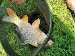 Caught in the pond on site
