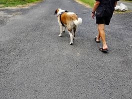 Promenade dans les allées