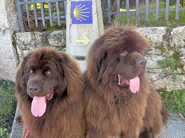 Our boys enjoyed the walks!