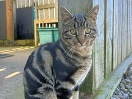 The cutest farm cat