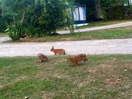 Evening visitors