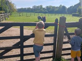 Henry and spiked the mini horses
