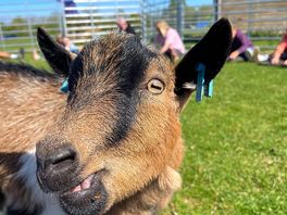 Goats