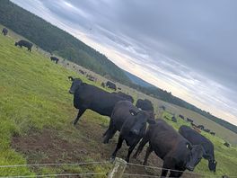 Cows
