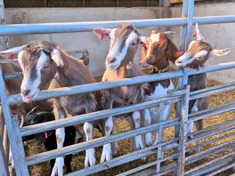 Goats