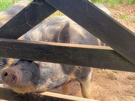Friendly pigs on site.