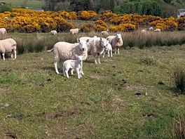 Lovely lambs and mummy's. there were some cows too but they were unfazed by my dog thankfully.