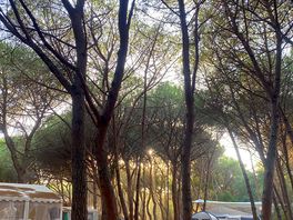 La pinede, le camping