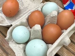 Fresh eggs for breakfast