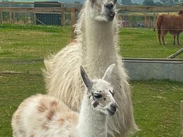 Lama:))