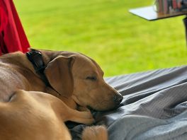 Cooper having a well earned nap !