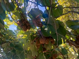 Kiwi trees