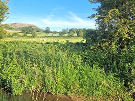 The little stream