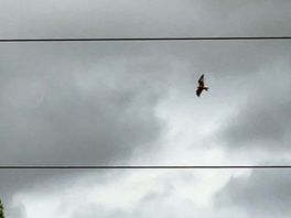 A red kite flying overhead